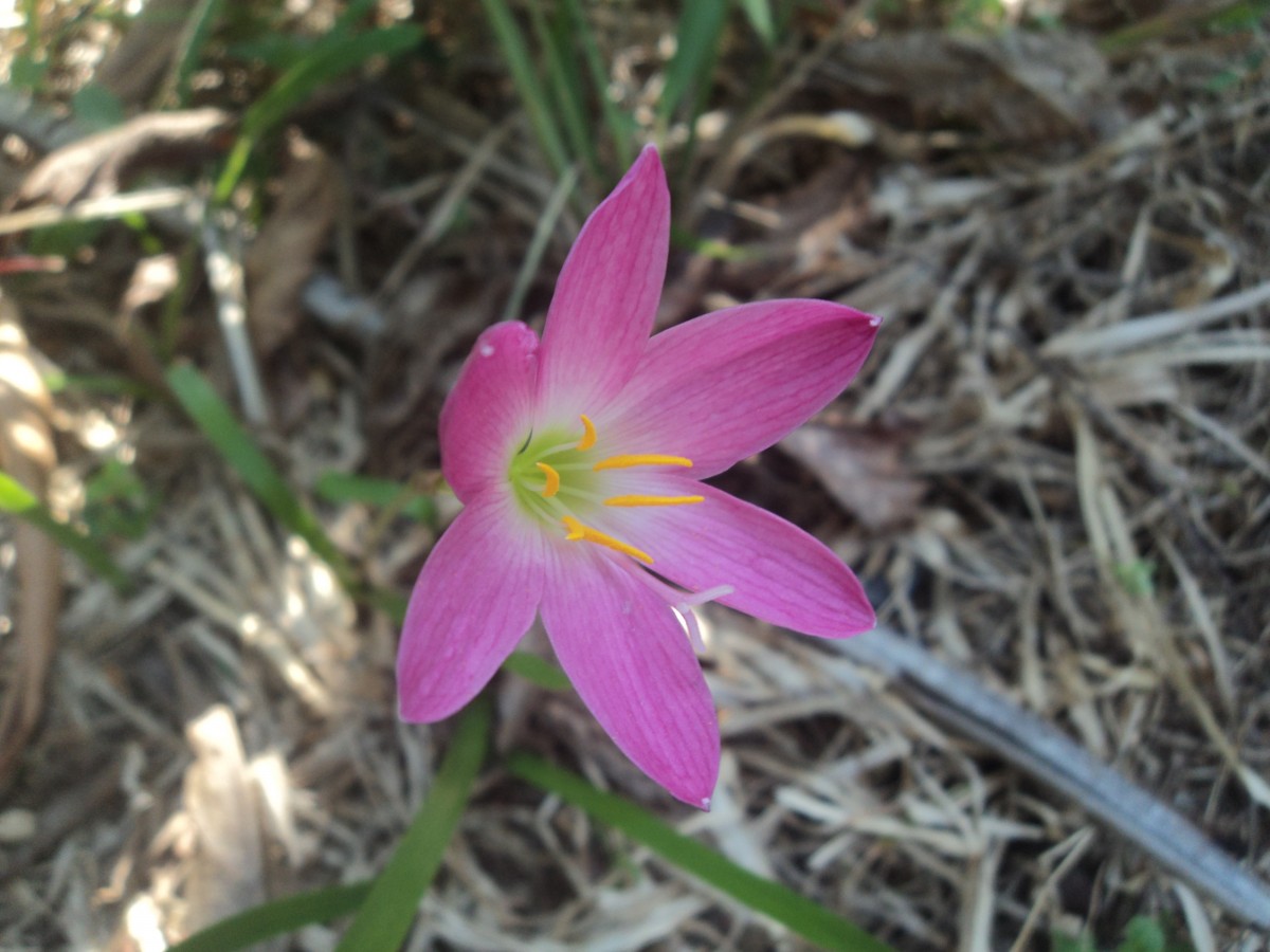 Zephyranthes minuta (Kunth) D.Dietr.